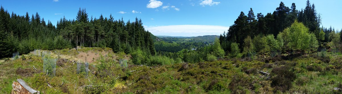 PerthshireCCP's tweet photo. We were out at #Craigvinean Forest GPS monitoring 58 Serbian spruce (Picea omorika) and getting marvellously distracted by the views down to #Dunkeld. Worse ways to spend a day out of the office? #conservation #trees #spring #daysout #bigtreecountry #Perthshire https://t.co/osdPuXDLp3