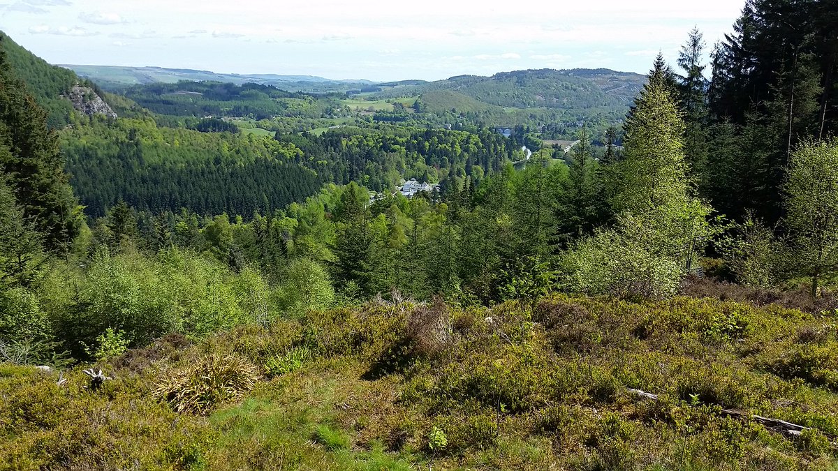 PerthshireCCP's tweet photo. We were out at #Craigvinean Forest GPS monitoring 58 Serbian spruce (Picea omorika) and getting marvellously distracted by the views down to #Dunkeld. Worse ways to spend a day out of the office? #conservation #trees #spring #daysout #bigtreecountry #Perthshire https://t.co/osdPuXDLp3