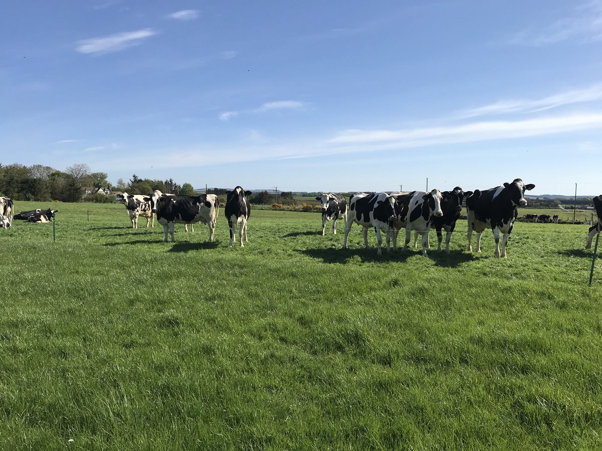 wildmanheather's tweet image. #discussionGroup #learningissexy #organic #conversion @omsco #grahamsfamilydairy #Grass