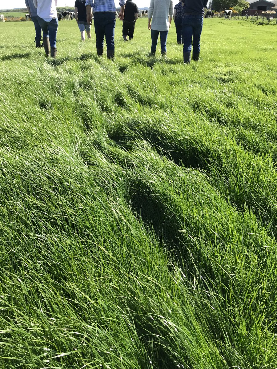 wildmanheather's tweet image. #discussionGroup #learningissexy #organic #conversion @omsco #grahamsfamilydairy #Grass