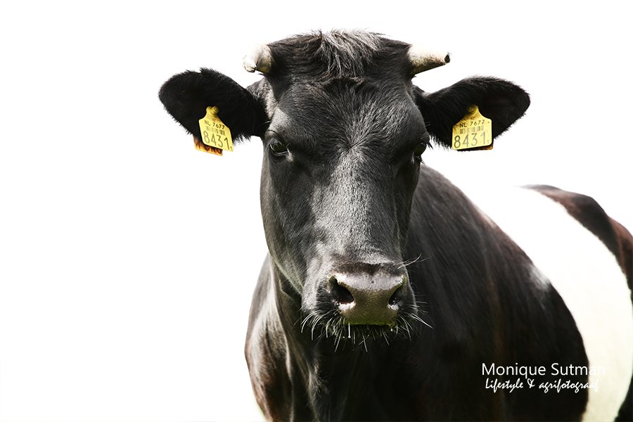 De Lakenvelders hebben wel zin in de fotoshoot 😅🐮📸