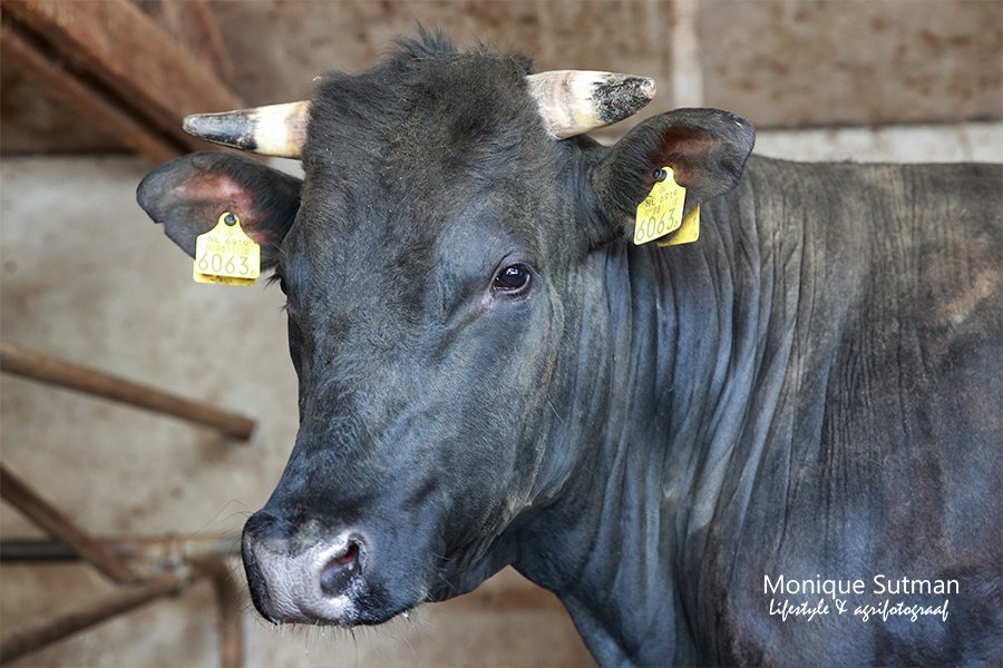 Alleen het lakenvelder stiertje is een beetje nerveus voor de fotoshoot 🤔🐮📸