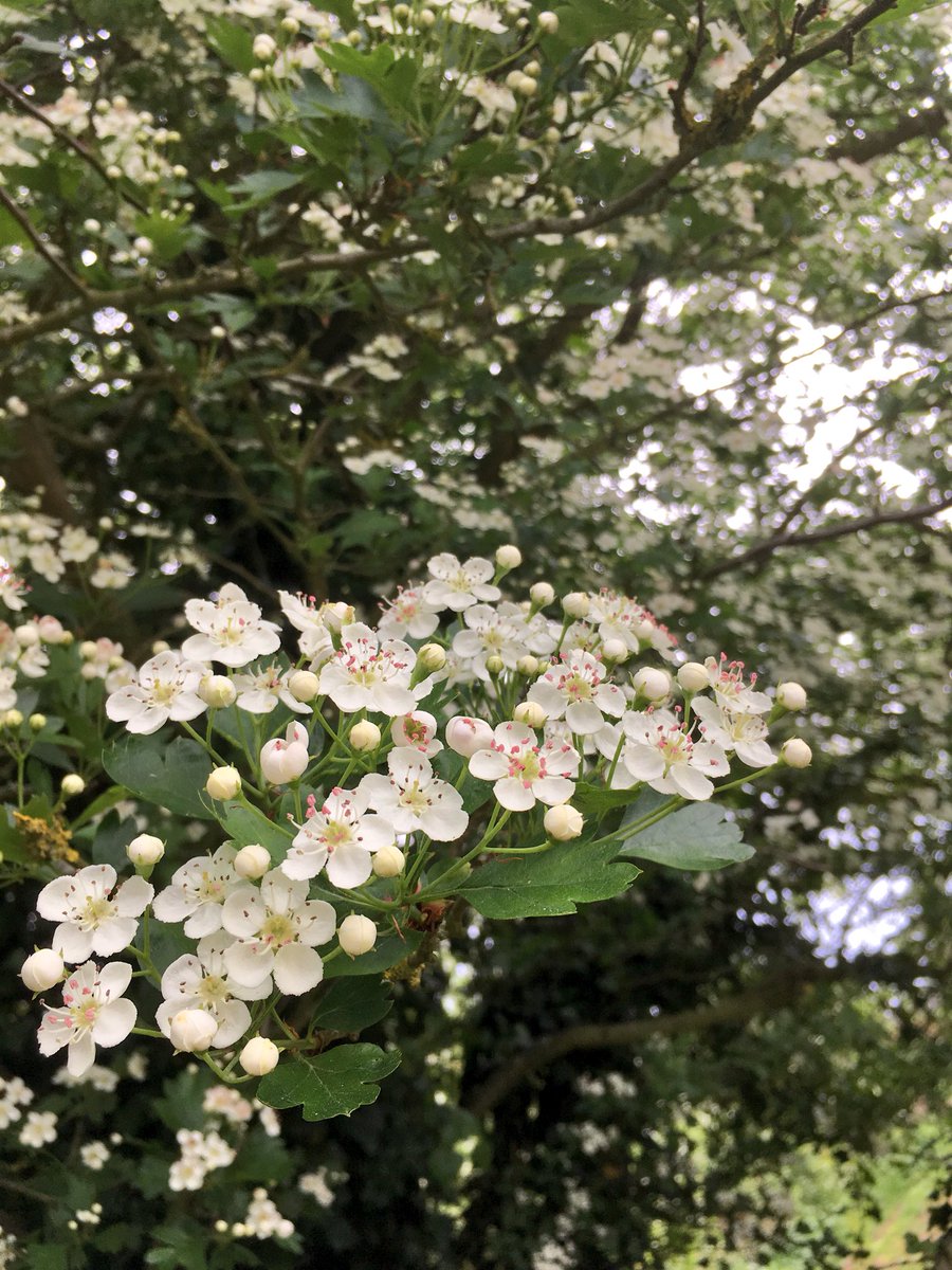 The smell is lovely reminds me of being small and walking over the meadows 🙂 #Hawthorn