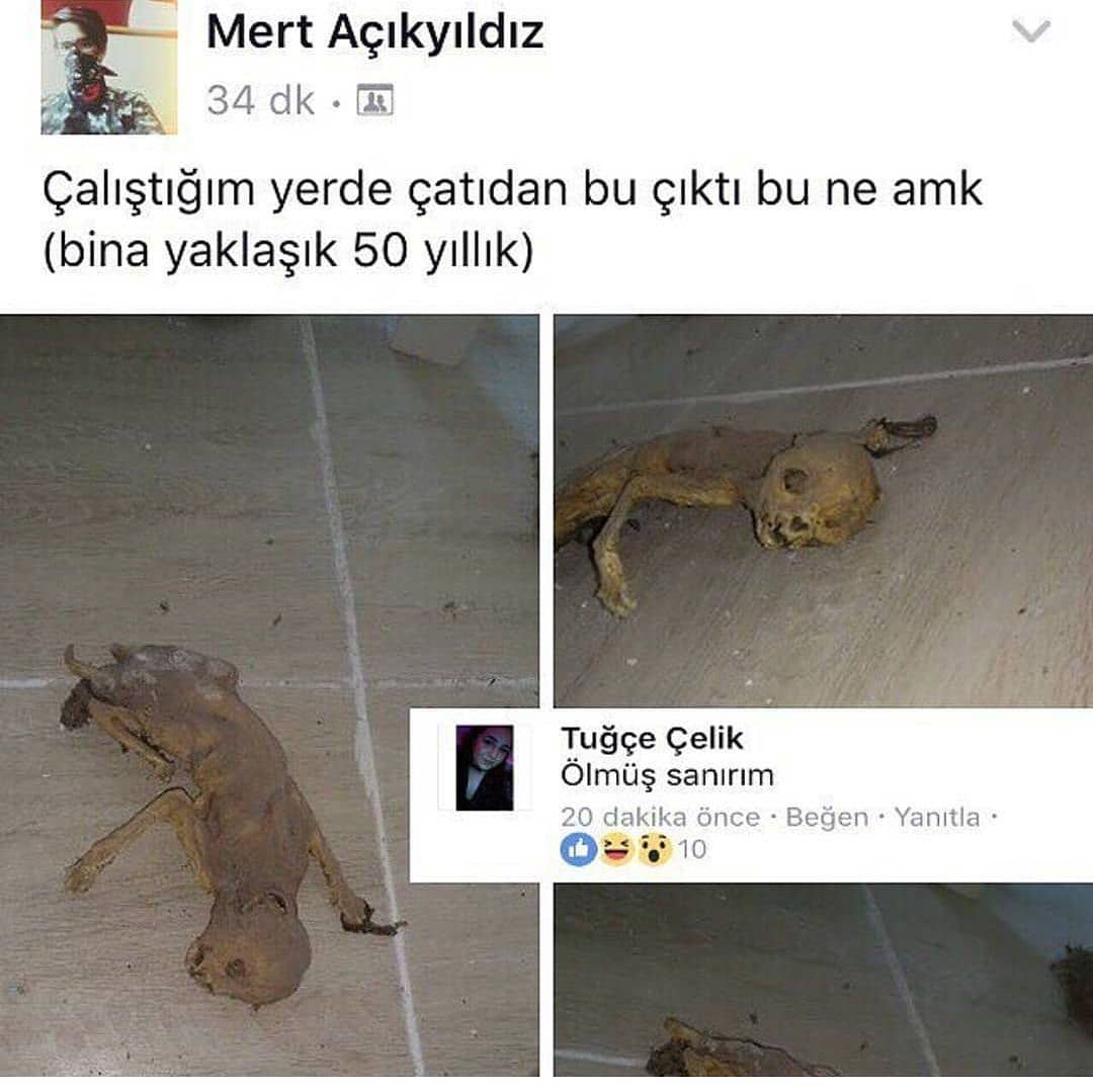 En efsanelerden sgshqjsghshwiw😂😂😂😂😂😂😂😂