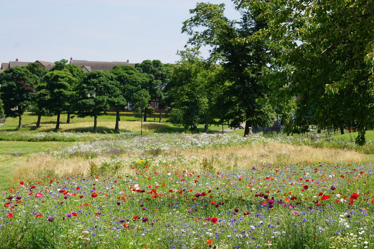 Big shout out to our friends @PictorialMeadow #VibrantSheffield