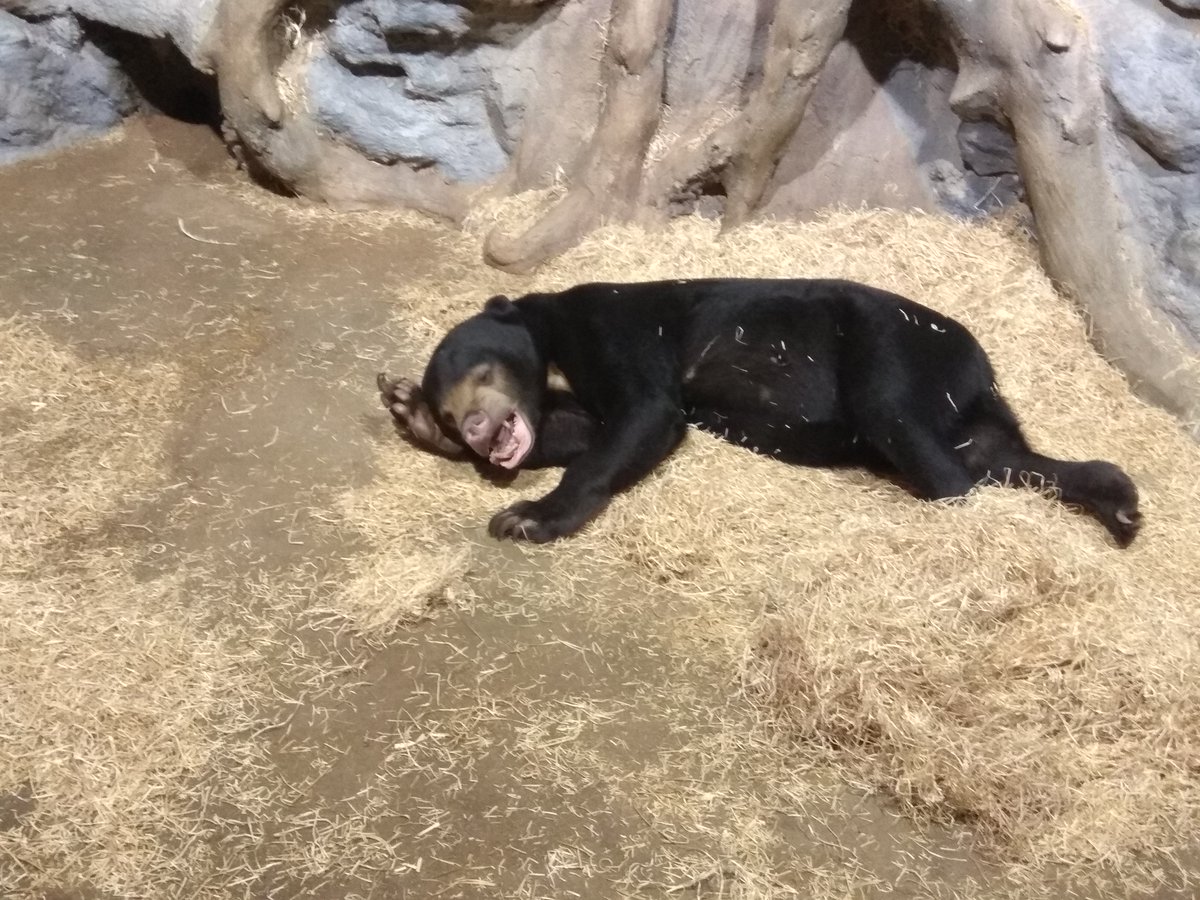 ZOO_Usti's tweet photo. Až se najíte, můžete relaxovat jako Medvěd malajský 😎
#zoousti #zooustinadlabem #zoo_usti #medvedmalajsky #malaysiabear #medvedi #usti #fotovesela https://t.co/r9B1GVCb2t