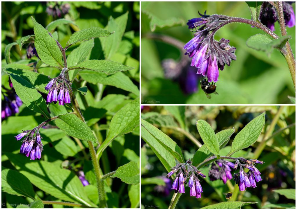 VenetiaJane's tweet photo. Comfrey is high in Nitrogen, Phosphorous and Potassium and makes a great garden fertiliser. When planting other plants line the hole or pot with a couple of comfrey leaves. They will decompose, releasing their nutrients into the soil to feed the plant. #TuesdayTips #gardening https://t.co/R3vsX0tYSf
