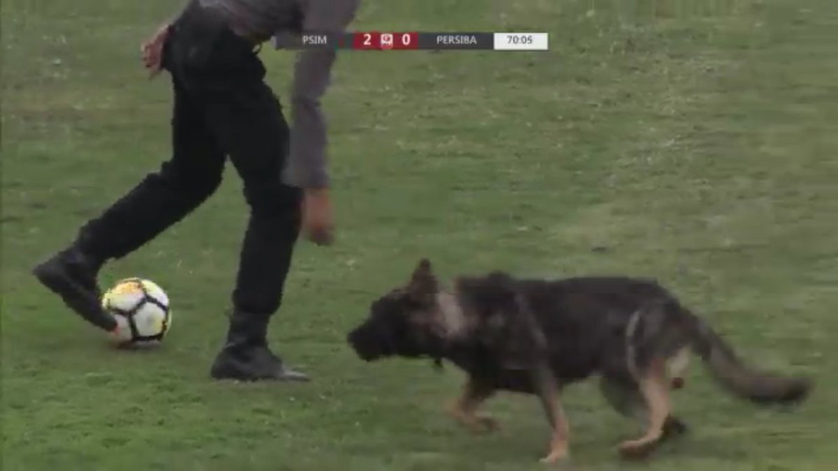 illsmookz's tweet image. Ketika pemain PSIM dilanggar pemain tim lawan, asunya marah dan masuk lapangan😂 Alhamdulillah 3 pointnya mbah😊
FT: PSIM Jogja 2 V 1 PERSIBA Balikpapan
#studentclass