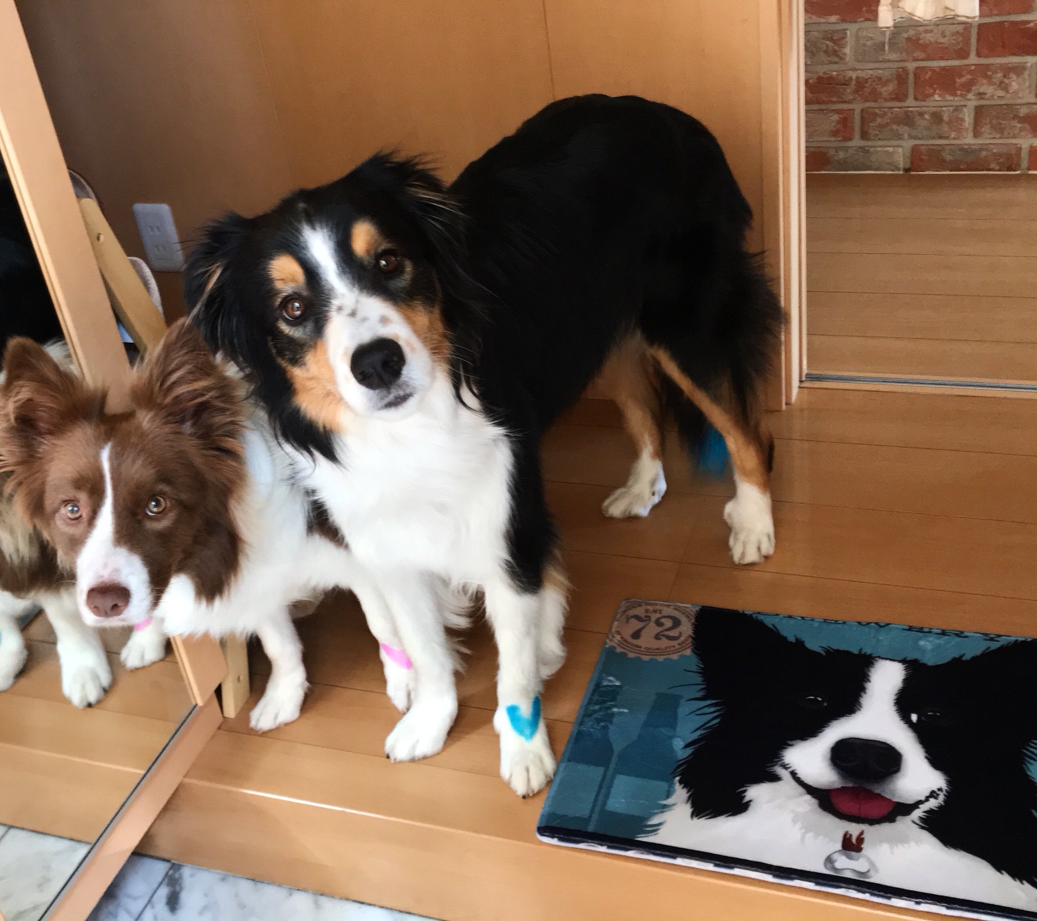 ট ইট র モカッシュ Kazuko 可愛い玄関マットが届いた ボーダーコリー大好き ボーダーコリー Bordercollie 愛犬 チョコボー トライボーダー 邊境牧羊犬 Love Doglife Bordercollielife トライカラー ボーダーコリー多頭飼い トライっ子