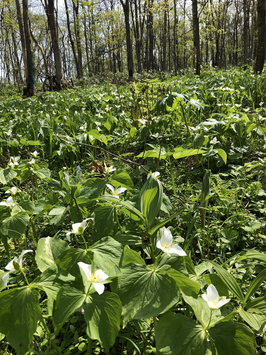 クラブツーリズム 花めぐり 北海道旭川の北邦野草園のシラネアオイ オオバナエンレイソウが満開です 北海道は春の花 がモリモリ咲き始めていますよ 花めぐり 北海道 山野草園 山野草ウォッチング