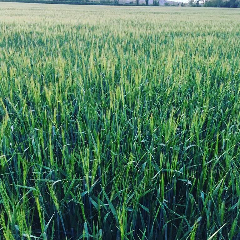 BallykeefeD's tweet photo. Winter crop of #malting #barley is on time for early #Harvest18
#singlemal
#singleestate #environmentlyfriendly #generational #game
#farmingislife #whiskey2020 #whiskey #ballykeefe #firstbatch #27 #months #waiting
#maturation #magic #barrelife #land #irishowned #irishwhiskey https://t.co/x0Bj4yzhYV
