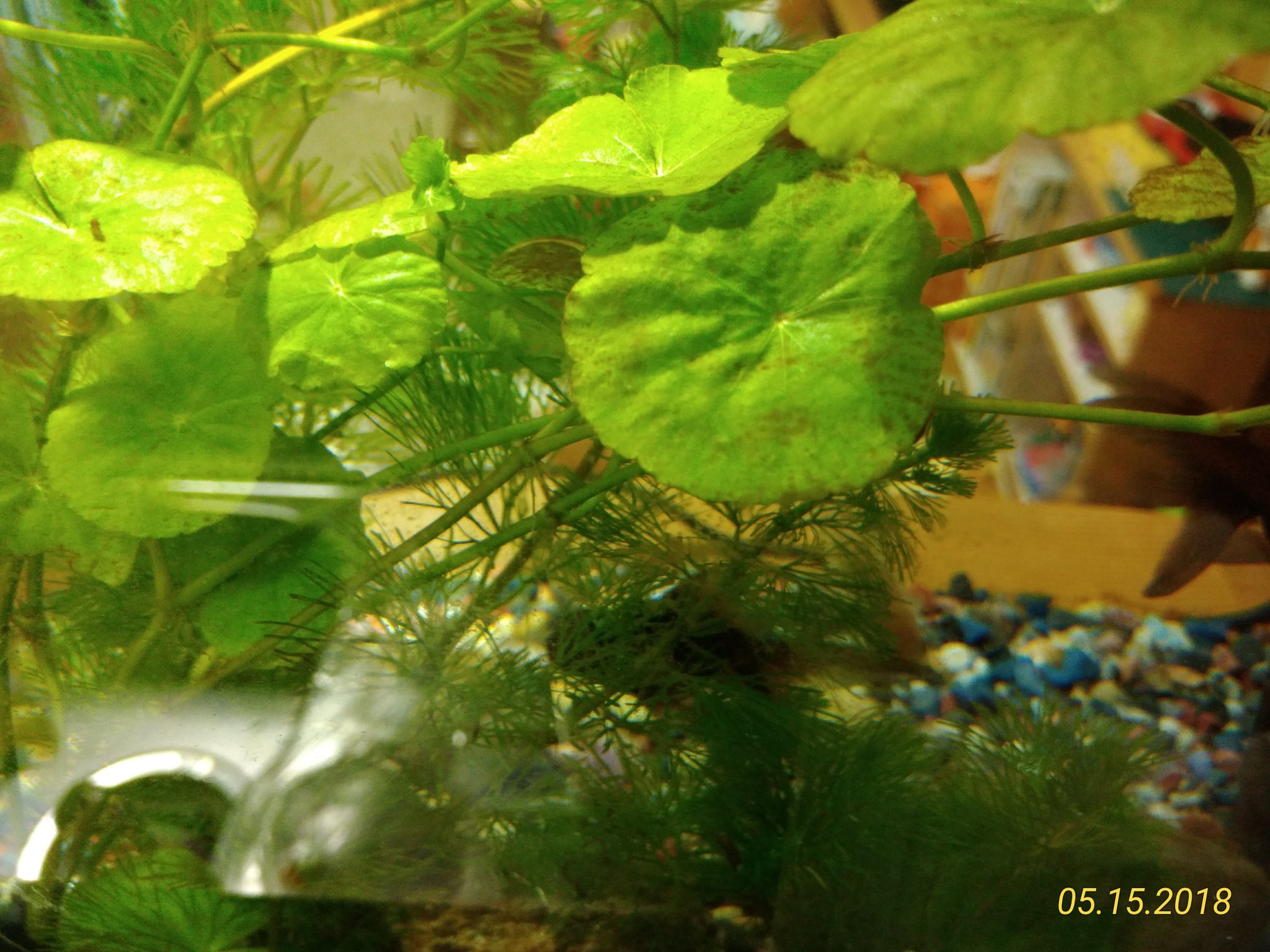 むくうじ オブリ本印刷中 Ar Twitter 丸い葉っぱの水草に出てきてた茶色の斑点は 枯れた跡ではなくコケ類だった模様 巻貝がコケを食べたらしく気づいたらきれいになってた T Co Rvf2b5g5ii Twitter むくうじ オブリ本印刷中 Ar Twitter 丸い葉っぱの水草に出てきてた茶色の斑点は 枯れた跡ではなくコケ類だった模様 巻貝がコケを食べたらしく気づいたらきれいになってた T Co Rvf2b5g5ii Twitter