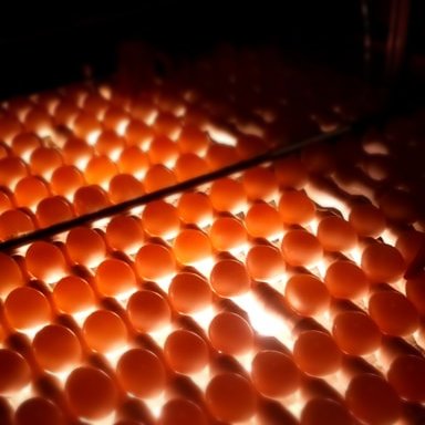 It's Tuesday and the eggs are glowing! 💡#polaregg #canadianeggs #gradingstation