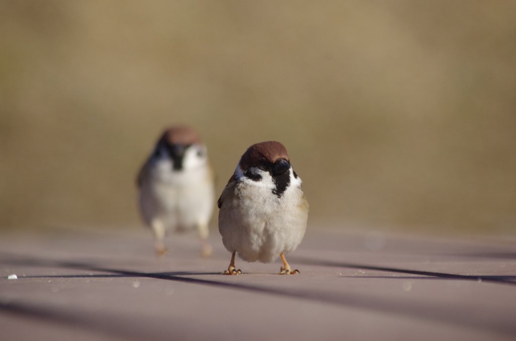 ট ইট র 中野さとる ダルマサンガ ゴロンダ 雀 スズメ すずめ Sparrow 小鳥