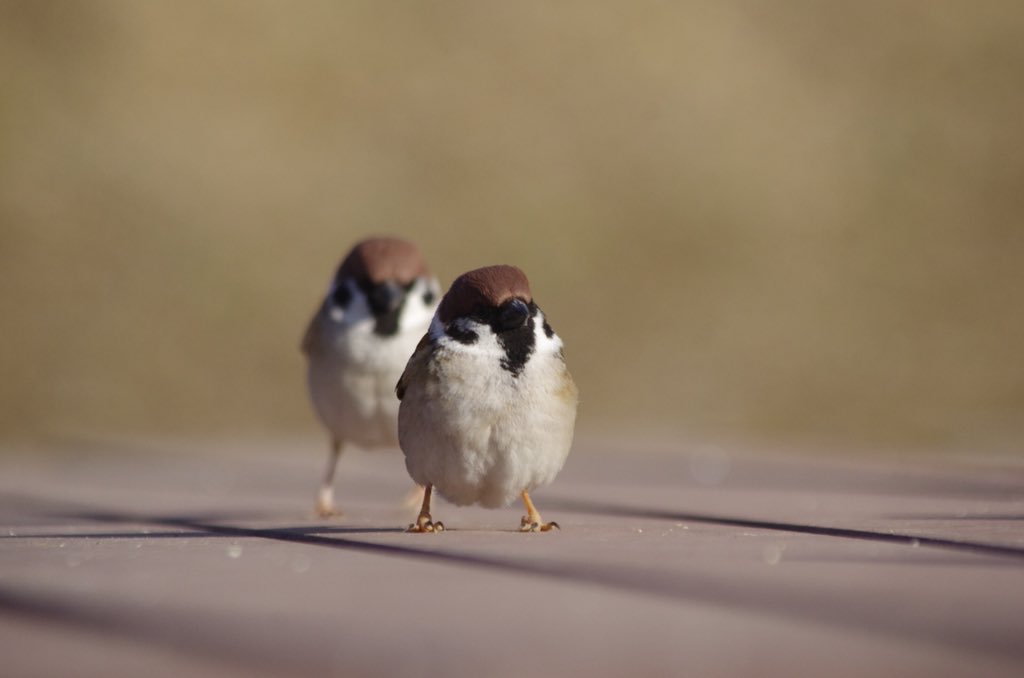 ট ইট র 中野さとる ダルマサンガ ゴロンダ 雀 スズメ すずめ Sparrow 小鳥