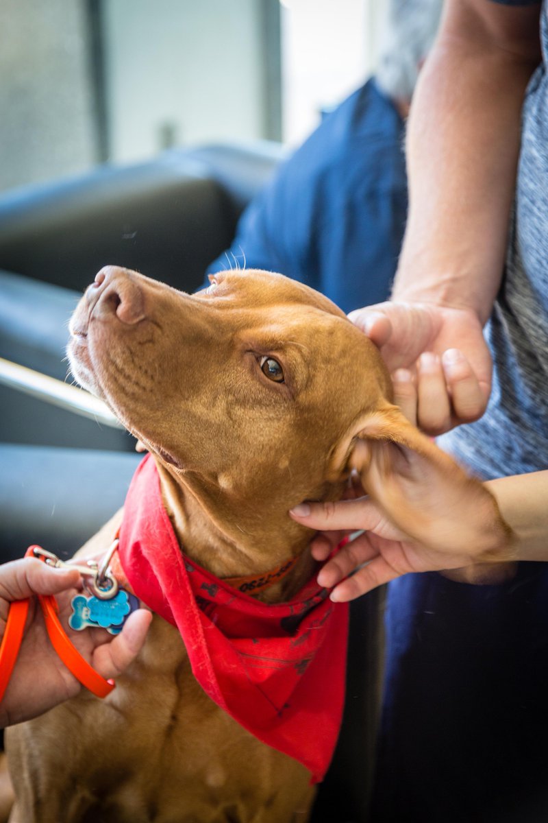 TexasTechLib's tweet photo. We would like to thank the #SouthPlainsObedienceTrainingClub and the #FitWellTherapists from @tturecsports for their help in our #DogDaysOfFinals and #NotAboutKnots destressing activities. #ThankYou #GoLibrary https://t.co/FR0s9Cq150