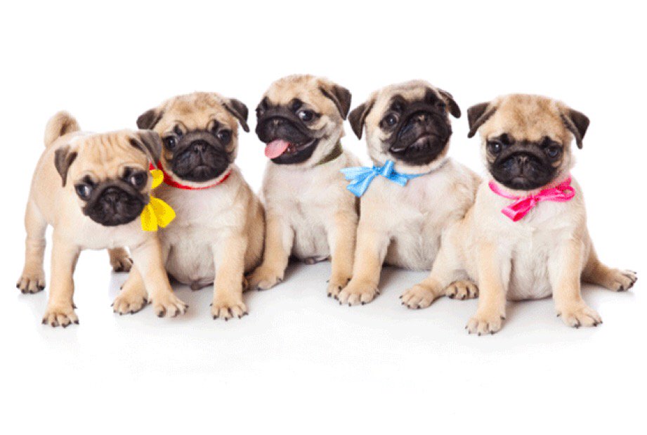 Pugs Run Wild at Cafe Event in Glasgow
Read ow.ly/1DUq30k0ERV
By @callummacd0nald 
<a href="/pugcafe/">Pug Cafe</a> #pugcafe #dogs #glasgow #scotland #uk