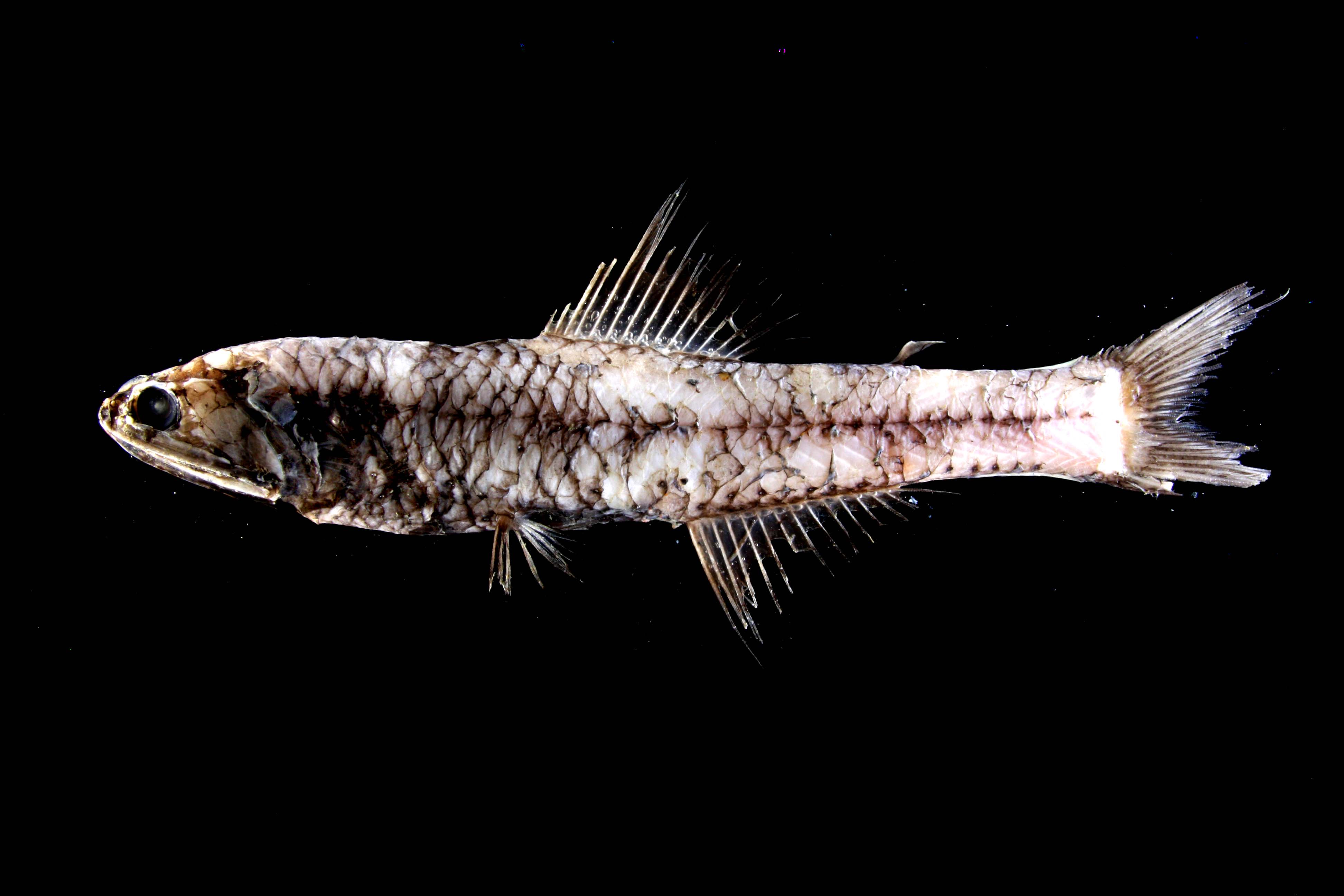 てらむら ずっとあいたかったんだ こんなかっこいい魚がいるなんて T Co Q2ptoqxy3i Twitter