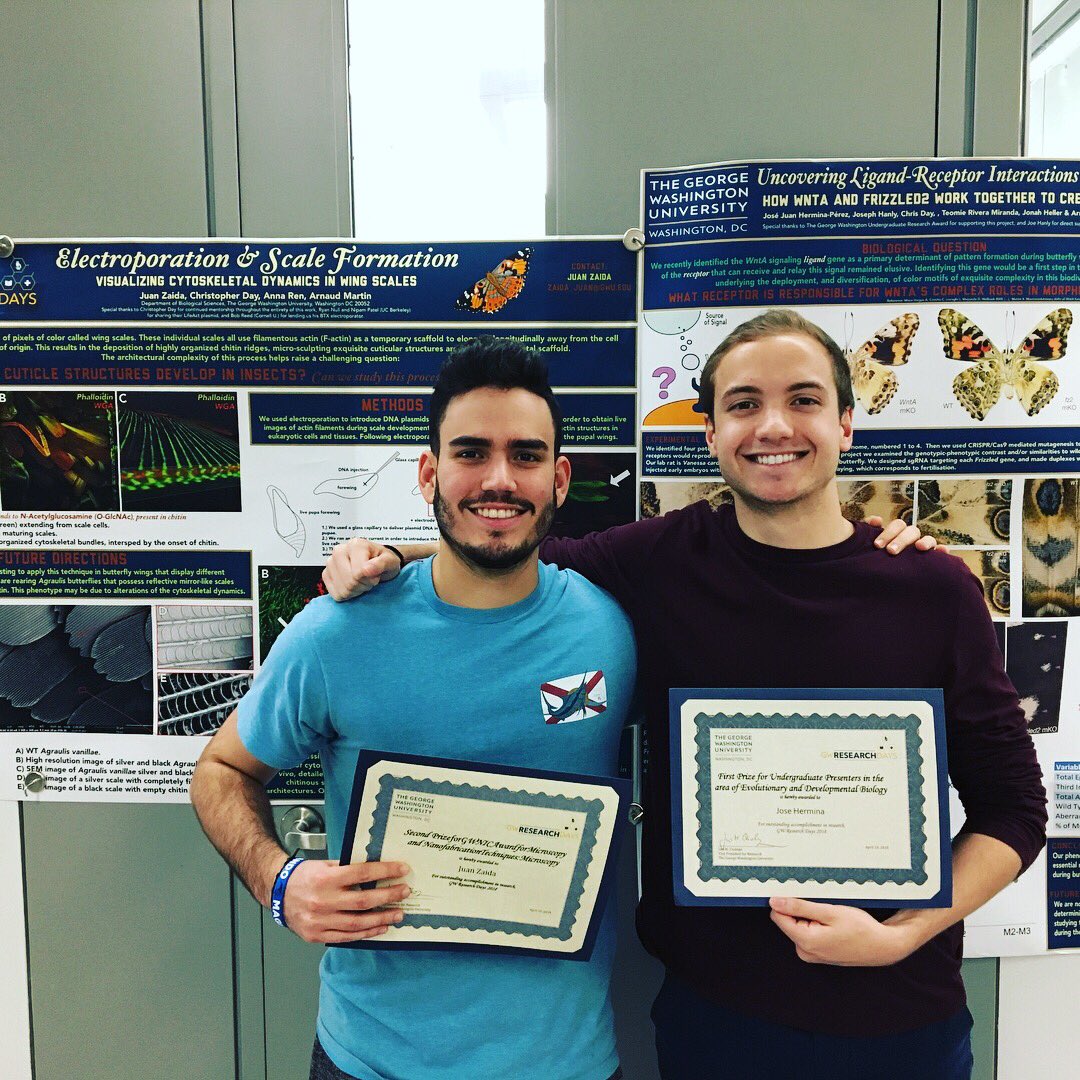Hanliconius's tweet photo. It’s been really wonderful having such an enthusiastic set of undergrads in the lab this semester. We’re going to miss graduating seniors Jose and Juan, seen here winning poster prizes at #gwresearchdays https://t.co/baF4FdTuYP