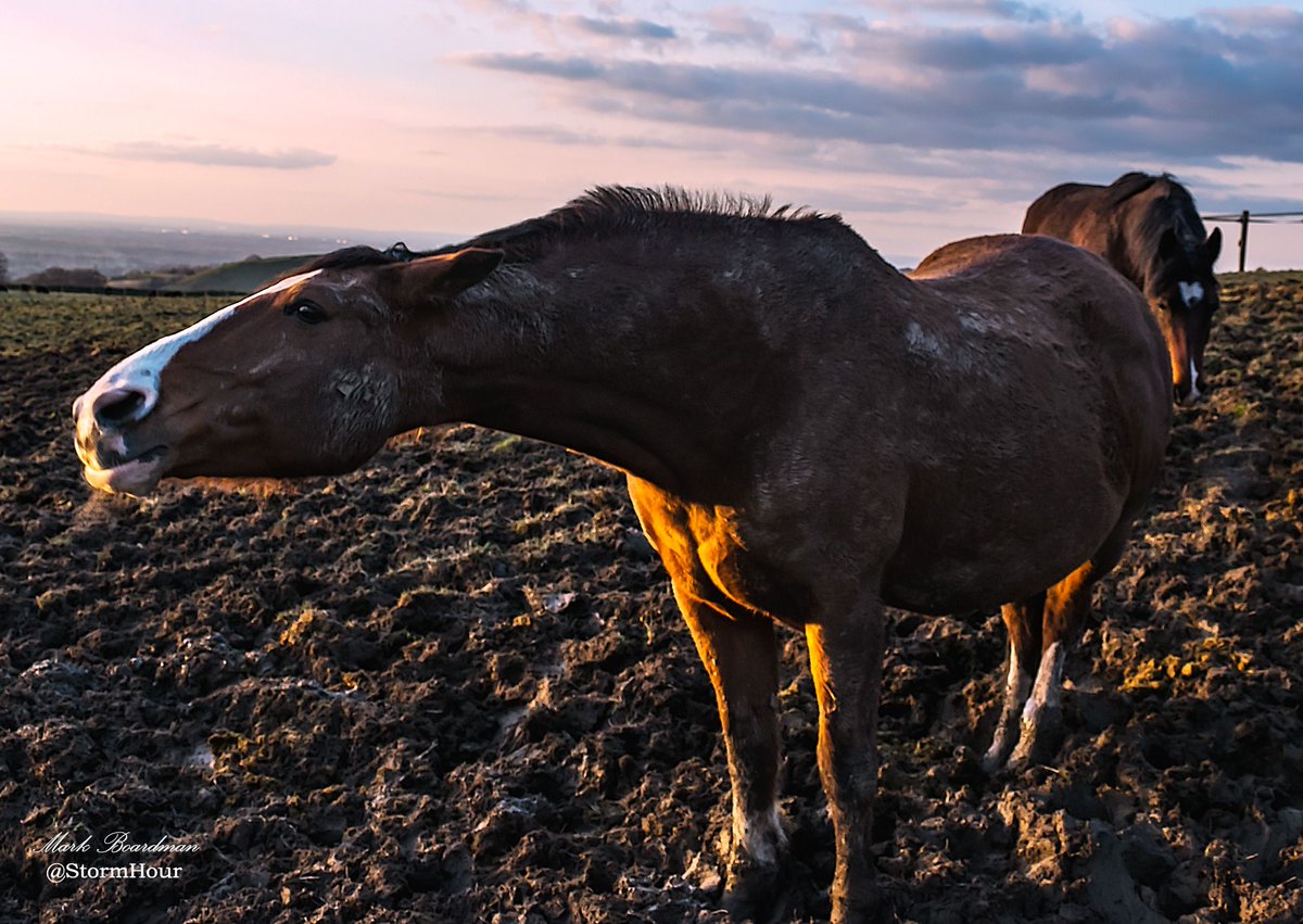 StormHourMark's tweet photo. You're a horse. https://t.co/XHfiK8vyty