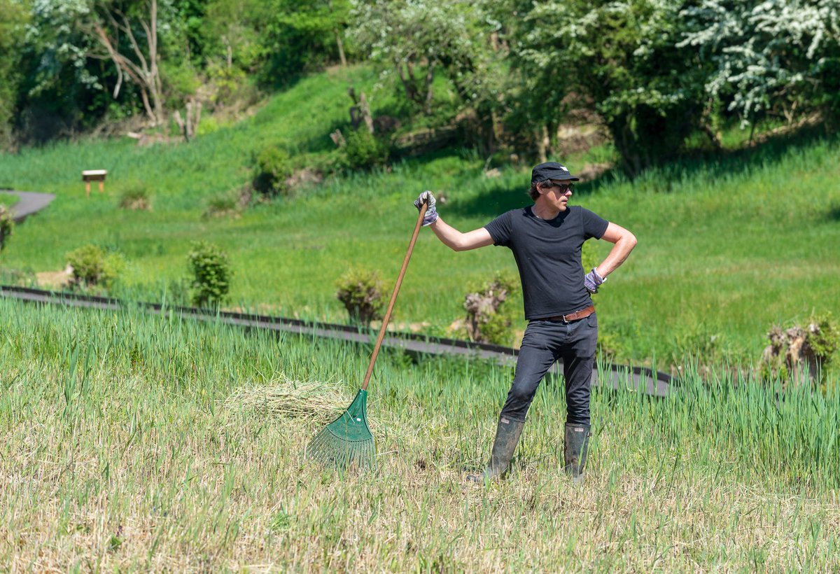 As well as raking up loads of cut reed and digging out unwanted Pendulous Sedge, they also transplanted some Water Mint from areas of the fen where it grows in abundance to the areas round our newly cleared ponds. Thanks everyone, your hard work is much appreciated!