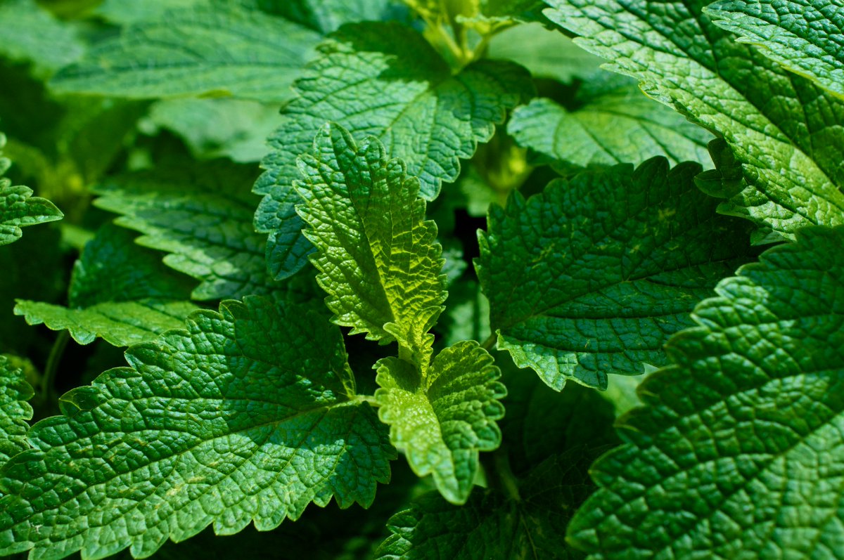 Here Comes Lemon Balm caslworks.com/2014/06/14/her… via <a href="/CASLworks/">CASLworks</a>