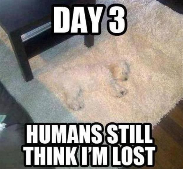 Staff_Carpet's tweet photo. #FlooringHumor https://t.co/aOk43a05CE