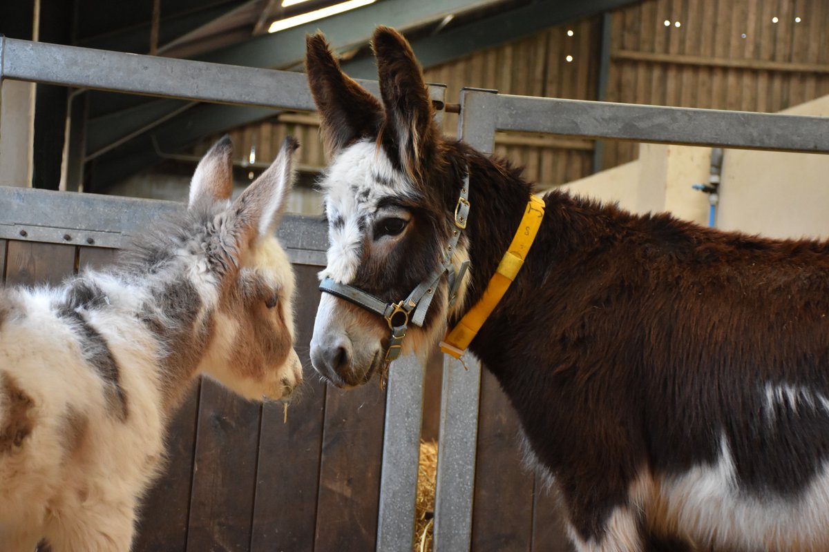 The Donkey Sanctuary On Twitter In The Past Couple Of Days - 