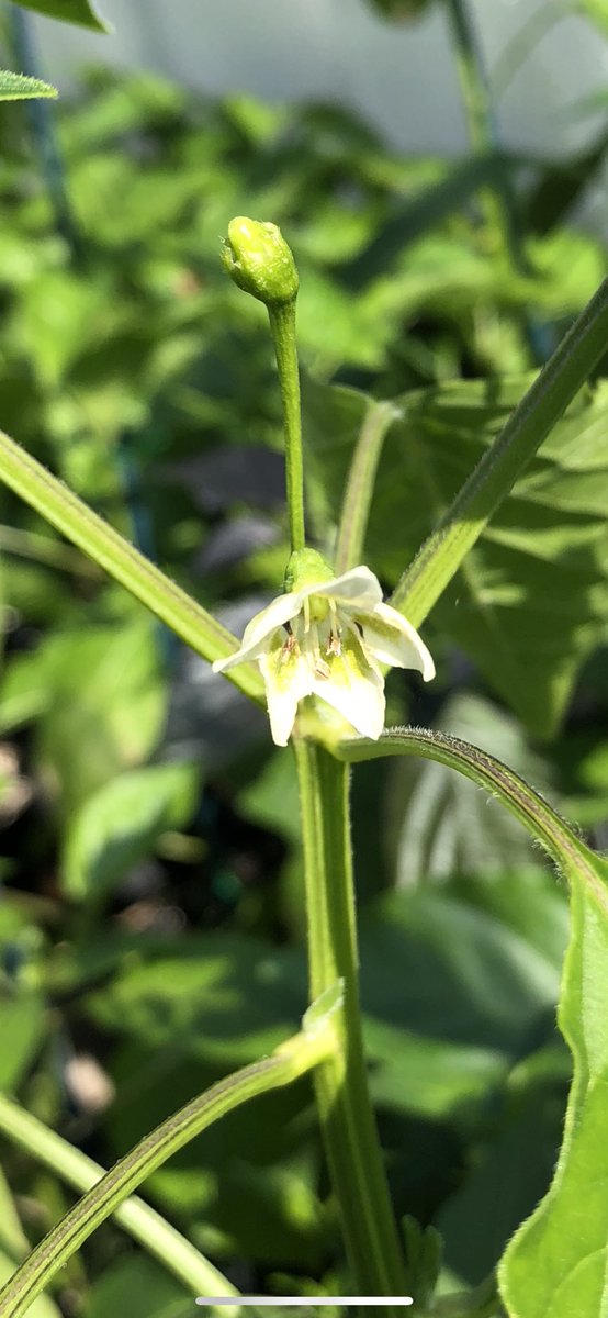 GofeChilli's tweet photo. Our Lemon Drop chillis and jalapeños love this warm weather. The chilli season is well on the way. https://t.co/sGZgcTEIFw