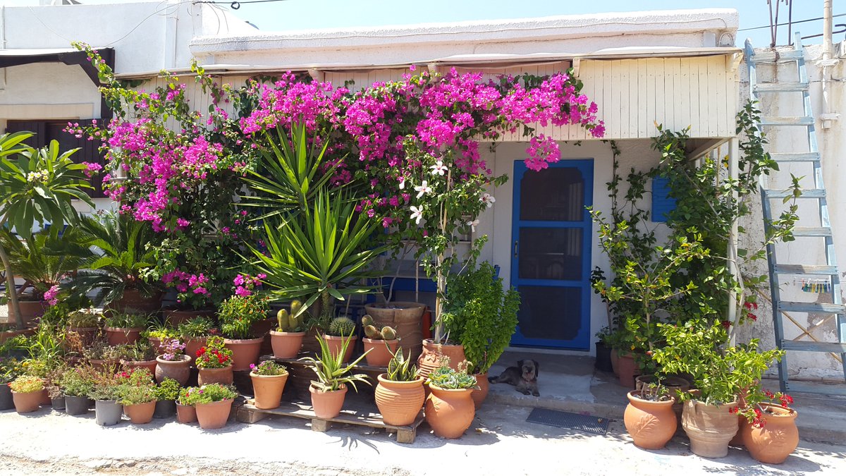 ReiseStrolch's tweet photo. Wenn wir an Griechenland denken, dann denken wir unter Anderem automatisch an kleine, mit Blumen vollgestellte und sehr liebevoll gestaltete Balkone, Terassen und Eingangsbereiche. #reisestrolch #reiselust #wanderlust #fernweh #urlaubsreif #urlaub #reisen #trip #travel #traveling https://t.co/dBMBaVyer5