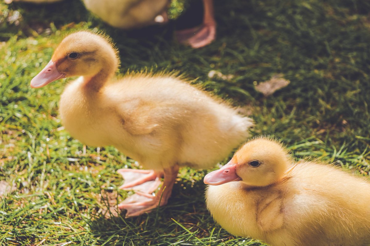 thesubath's tweet photo. Our Petting Zoo returns tomorrow. 🐴 🐰 🐥 🐐 We're bringing some furry friends to campus to brighten your day during exam season. 10:00 - 14:00 on Chancellors Green. #pettingzoo #brightenyourday https://t.co/ZUxZVbpal3 https://t.co/dtranPNClR