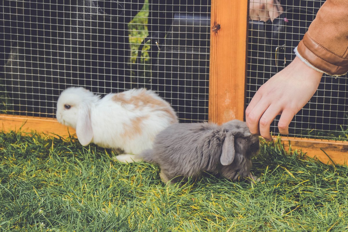 thesubath's tweet photo. Our Petting Zoo returns tomorrow. 🐴 🐰 🐥 🐐 We're bringing some furry friends to campus to brighten your day during exam season. 10:00 - 14:00 on Chancellors Green. #pettingzoo #brightenyourday https://t.co/ZUxZVbpal3 https://t.co/dtranPNClR