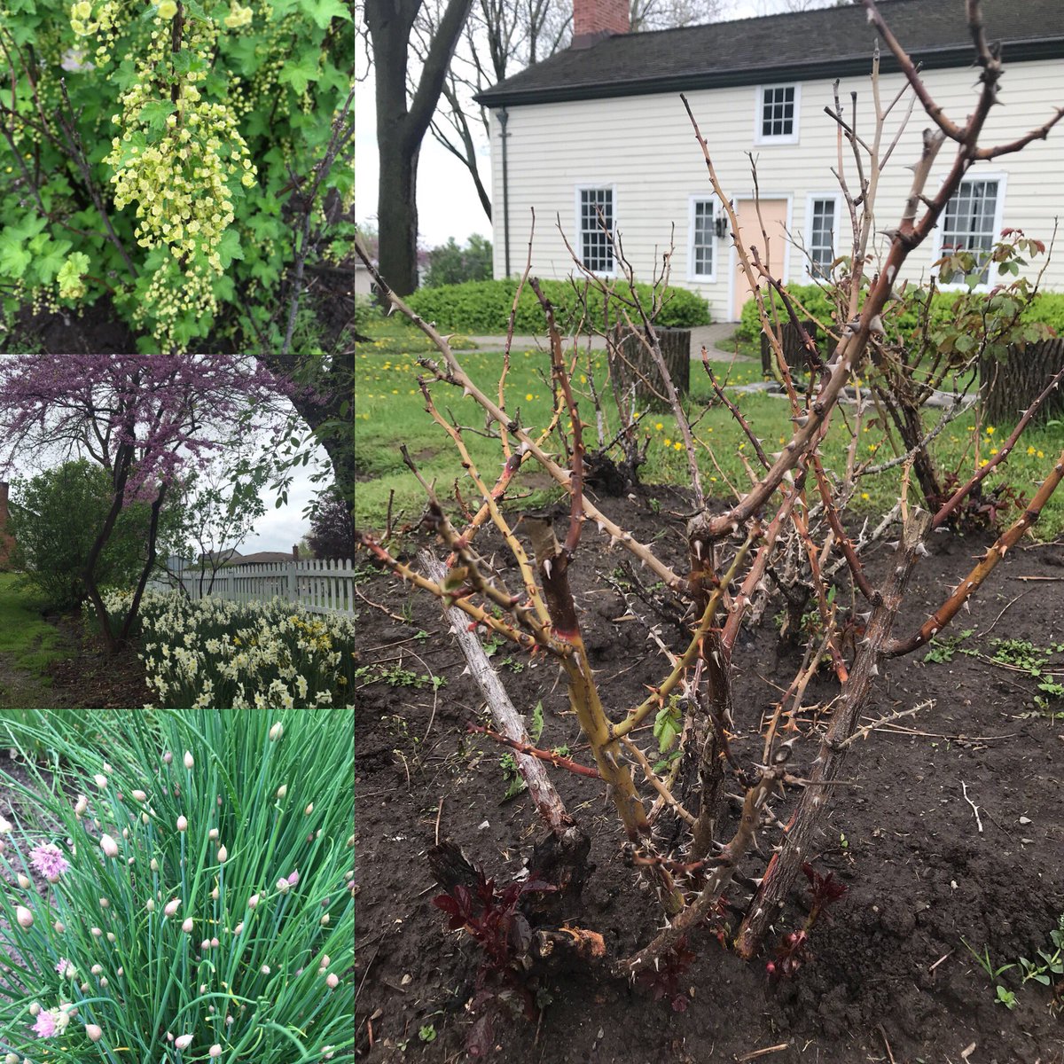 Our gardens are loving this rain! #SpringTime #garden #roses