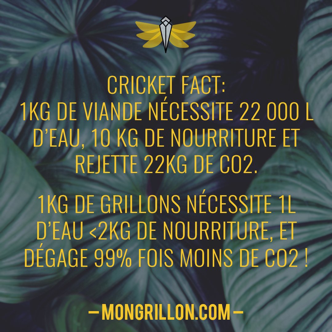 inpulseprotein's tweet photo. Vous souhaitez protéger notre belle planète tout en vous régalant et en boostant votre énergie au quotidien ? Alors le grillon est LA solution ! 😋🌿💪#savetheplanet #eatcrickets #écologie #green #healthy #cricketfamily #nature #environmentalprotection #watermatters #ecology https://t.co/xppZS6kSdb