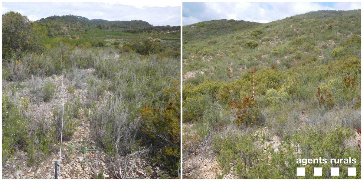 agentsruralscat's tweet photo. #AgentsRurals del #Priorat recullen dades de mostreig de vegetació en el marc del projecte #Combuscat per poder millorar en la prevenció d'incendis forestals https://t.co/xpA47NKZYG