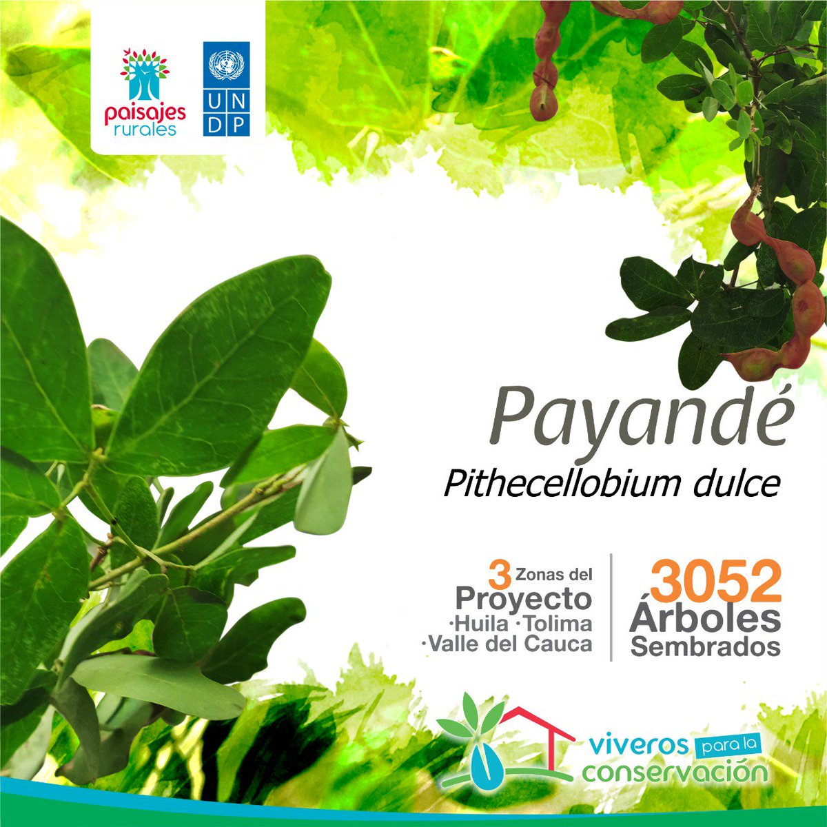 PaisajeRurales's tweet photo. En el Valle del Cauca le dicen Chiminango y en el Huila y Tolima Payandé. Tiene gran valor para la restauración del bosque seco por su capacidad de regeneración y como protector de las márgenes de quebradas y ríos #ProyectoBosqueSeco @PnudColombia @inst_humboldt https://t.co/mfIrLCmD10