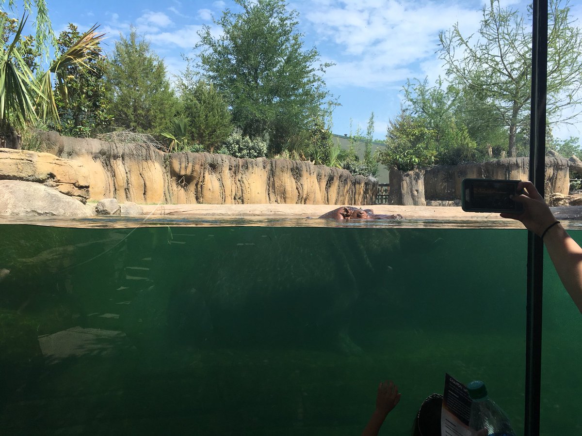 Mrjameswhs's tweet photo. @roosatthezoo I want a hippopotamus for Christmas! https://t.co/wQjuTsxVcS