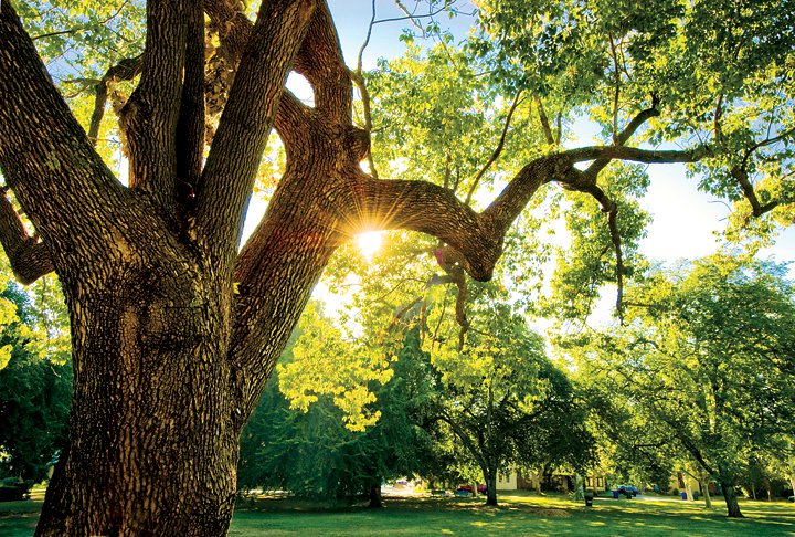 yvrairport's tweet photo. Sacramento is known as the City of Trees, because it has a lot of trees! Trees are good. Sacramento has maybe the most trees per person (TPP) of any city in the world, and @AirCanada is launching new flights there from Vancouver starting this week! #GettingToKnowSacramento🌳🌴🌿 https://t.co/ipI6tZauMx