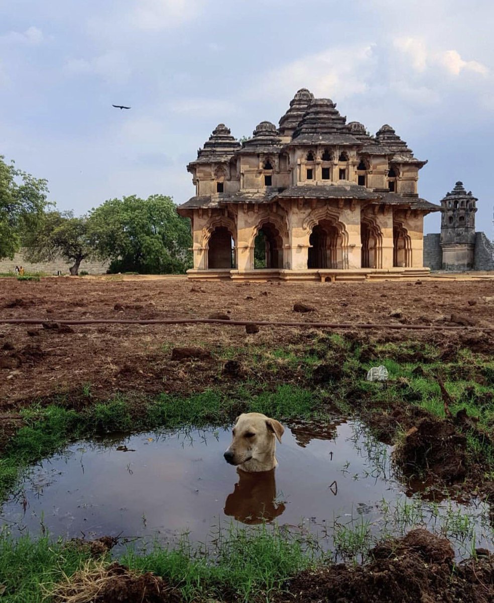 dogs_father's tweet photo. Ancients have awoken;

It is Dog https://t.co/UfAb7yFQZS