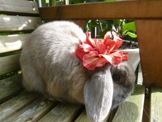 WidgeWatch's tweet photo. Nature's sunhat #sunshine #TuesdayThoughts #Weather #rabbit https://t.co/vLB7lPhFzp
