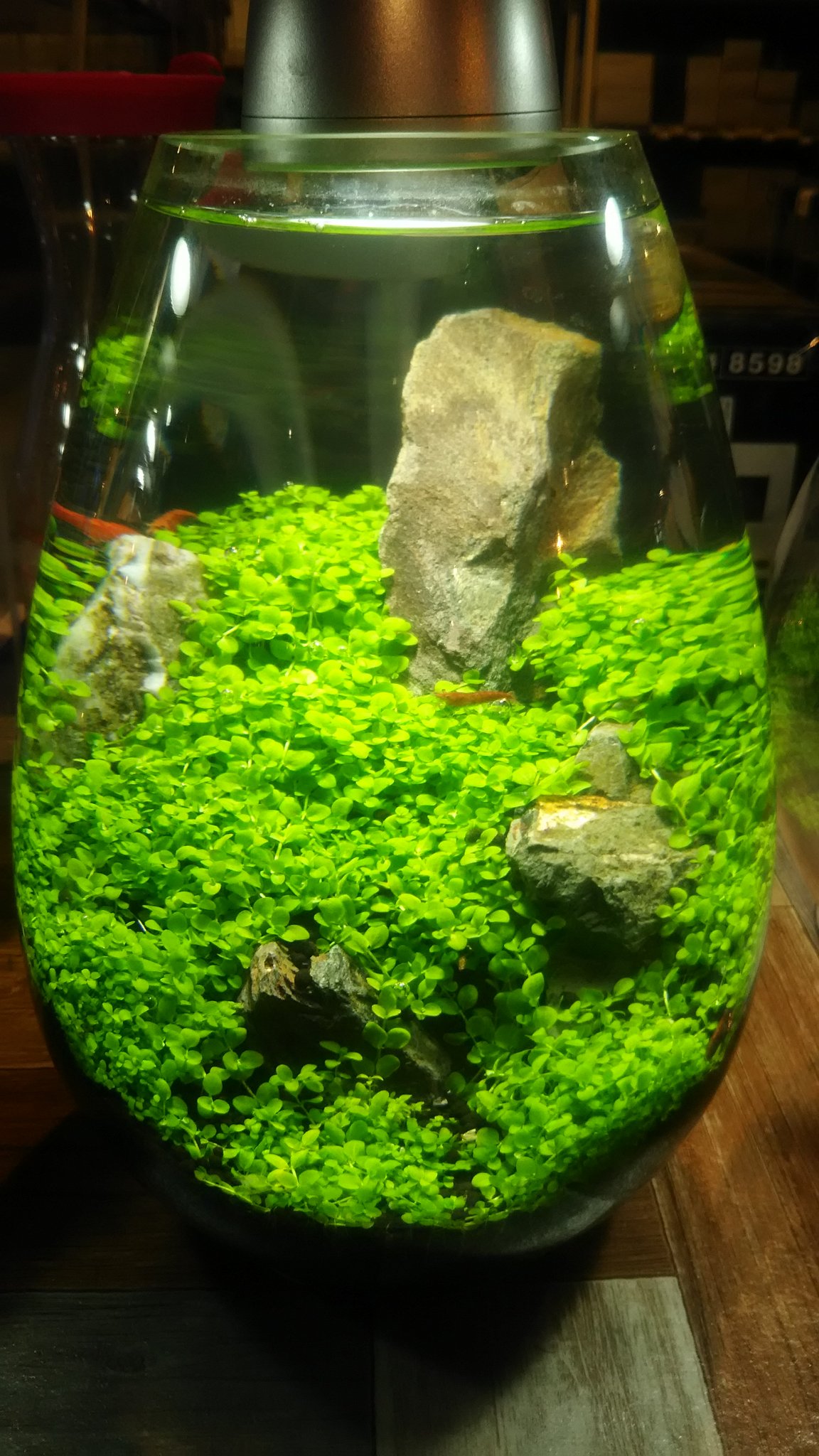パウパウアクアガーデン 銀座店 ボトルアクアリウム 販売しております 中のレイアウトぜ んぶ丸ごとお持ち帰り もちろんシュリンプも こちらはミスト式でつくりあげたニューラージパール畑 パウパウアクアガーデン銀座店 アクアリウム パウパウアクアガーデン 銀座店 ボトルアクアリウム 販売しております 中のレイアウトぜ んぶ丸ごとお持ち帰り もちろんシュリンプも こちらはミスト式でつくりあげたニューラージパール畑 パウパウアクアガーデン銀座店 アクアリウム