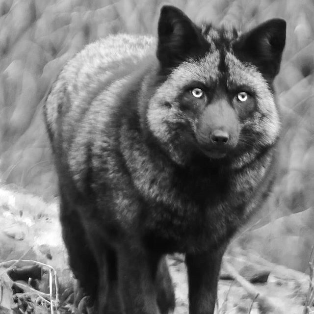garydougherty_'s tweet photo. Silver Fox, Black & White Style
.
.
#naturalalaska #alaska #alaskamagazine #sharingalaska #optoutside #eagle #canon #photography #mothernature #naturelovers #nature #naturephotography #hiking #lifestyle #explore #adventure #travelalaska #explorealaska #n… https://t.co/EN0AsK7PC8 https://t.co/zCmyXHs2vL
