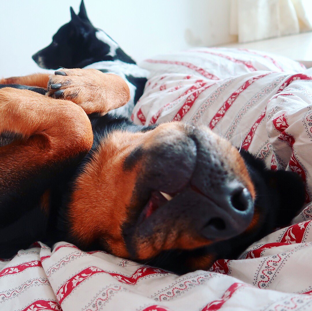 9 Things Only People Who Are Obsessed With Rottweiler Will Understand ...