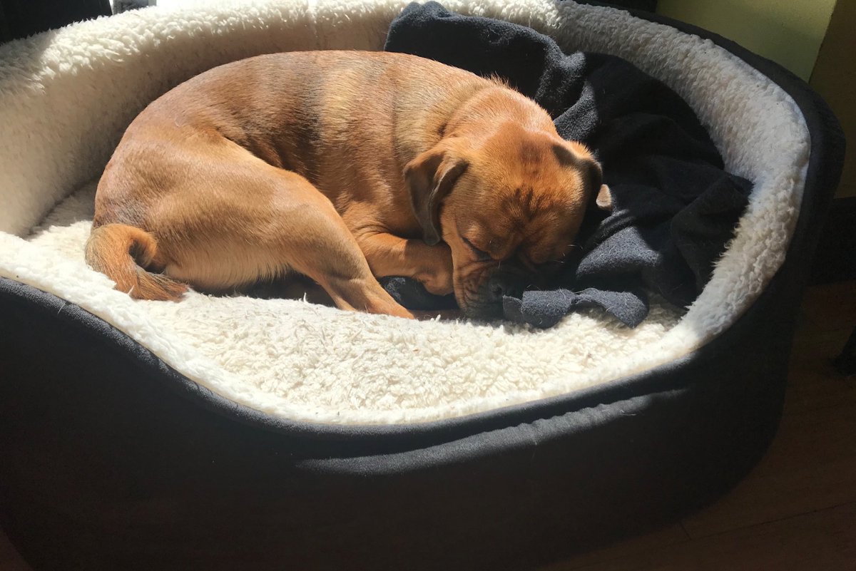 ShakyraDowling's tweet image. It’s a hard life #CastingDog