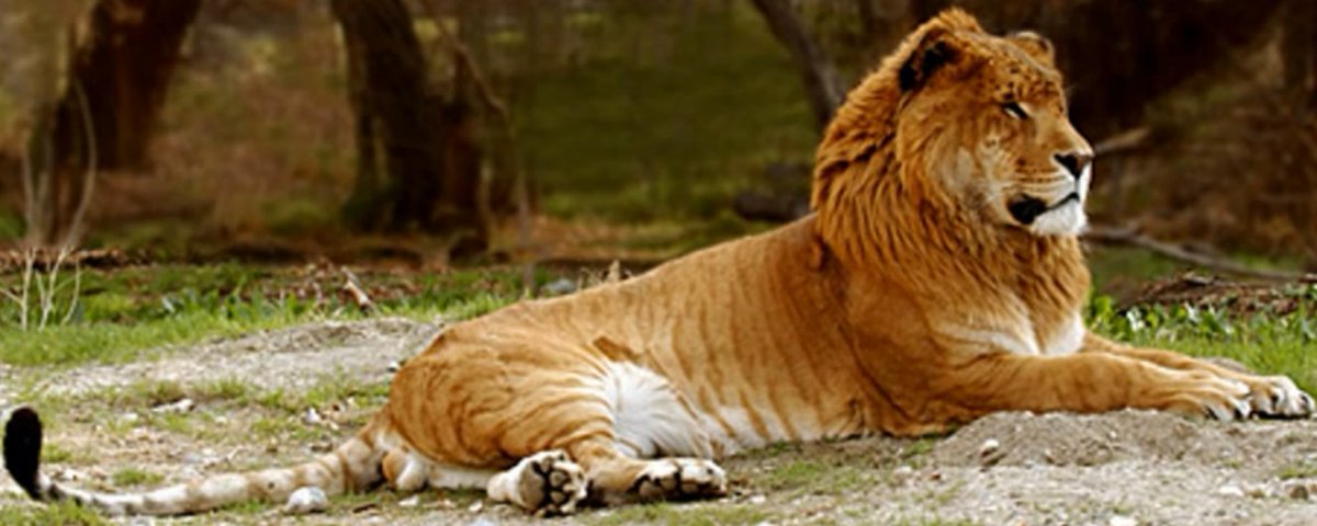 Massimo On Twitter The Liger Is A Hybrid Offspring Of A Male