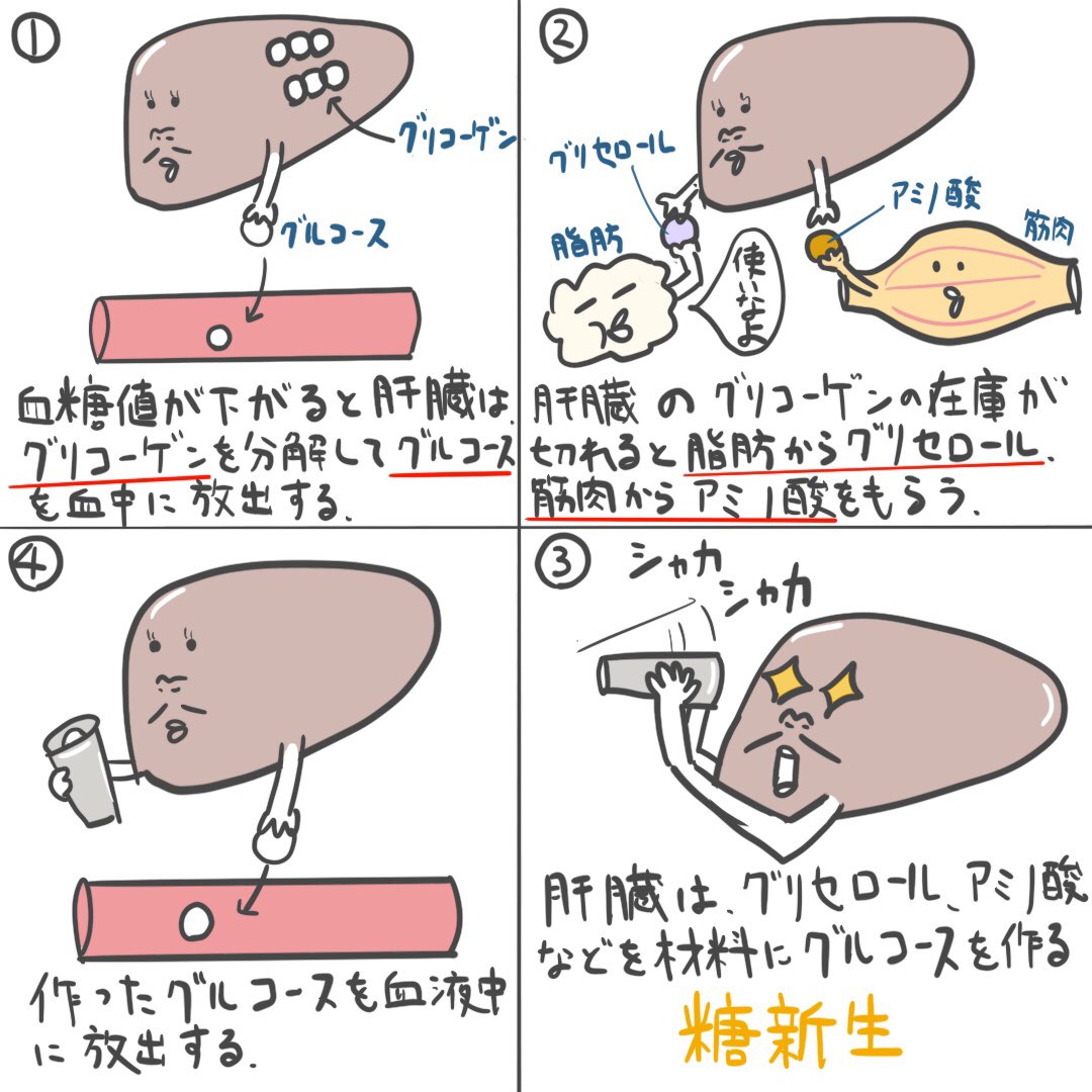 ゴロ 解剖生理イラスト 4コマで分かる 糖新生 ほんとザックリとですけど どうぞ ゴロ 解剖生理イラスト 4コマで分かる 糖新生 ほんとザックリとですけど どうぞ