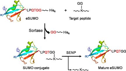 ChemBioChem's tweet image. Facile one-step assembly of bona fide SUMO #conjugates by #chemoenzymatic #ligation (Roy at National Institute of Immunology, New Delhi) doi.wiley.com/10.1002/cbic.2…