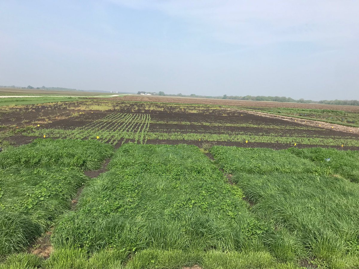 Swarm1's tweet photo. Pasture plots are in their prime with the recent rains. Forage samples were sent to #DairyOne for analysis. Biomass will be measured as soon as it stops raining. https://t.co/yd2gFPGo3K