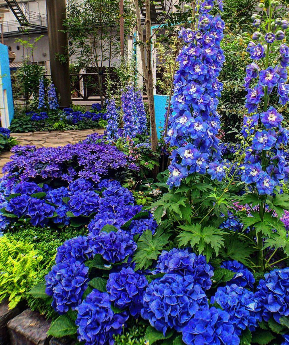 Ryota Sunset ดอกไม Mood 萬葉植物園 春日大社 Thailand Bangkok