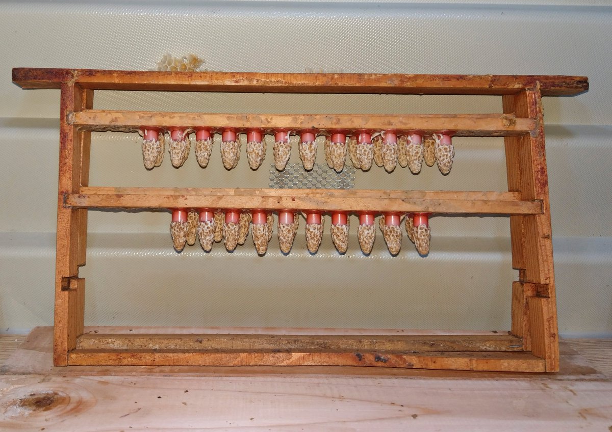 honeymakersUK's tweet photo. With the weather being an important member of the team we
have now started our production of prime Buckfast Mated Queens for the 2018
season. #honeybeesuppliers #vandlhoneymakers #queenbreeding #honeybees https://t.co/Z7SDW5y0d3